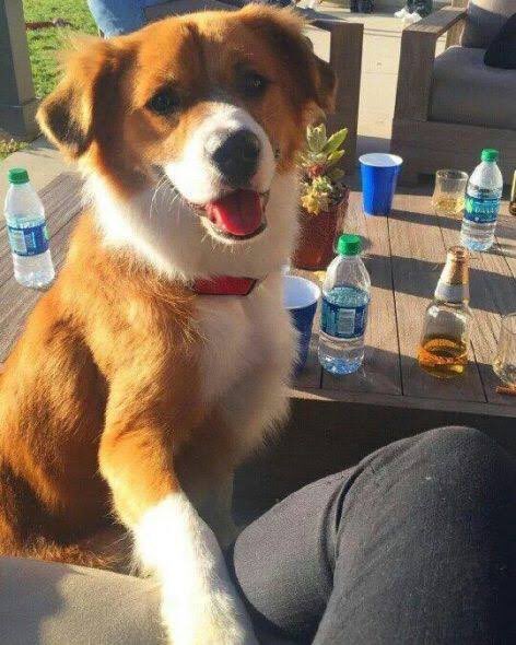 Dodger, wishing y’all a beautiful day 👋❤️