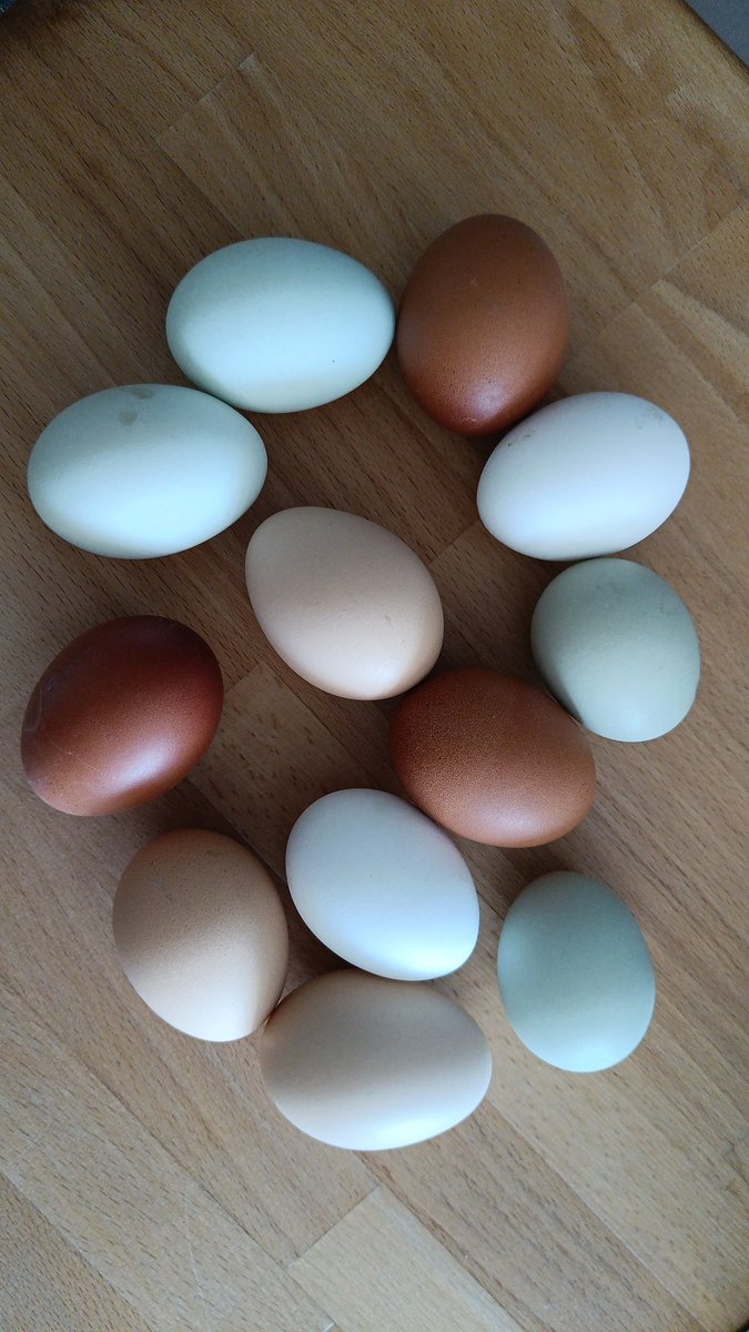 Hier ist fast täglich Ostern. Faszinierend. Wie funktioniert der Stoffwechsel, der zu den unterschiedlichen Farben führt?