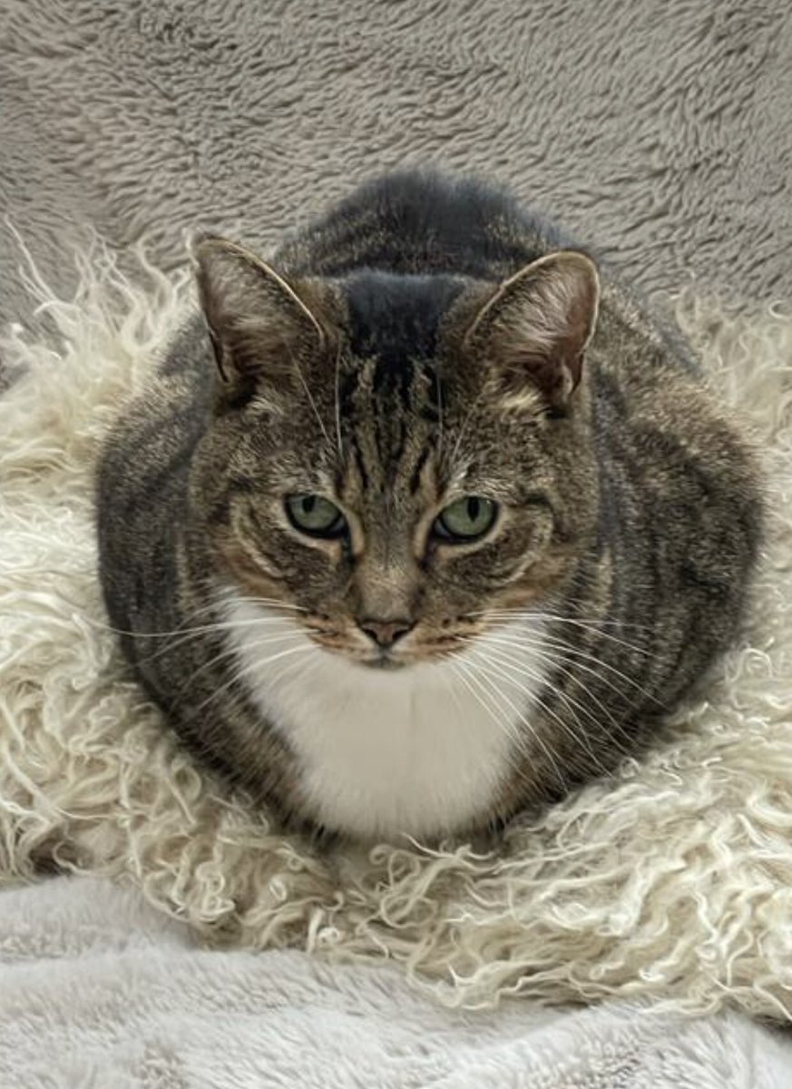 Been baking all morning ! #kittyloaf