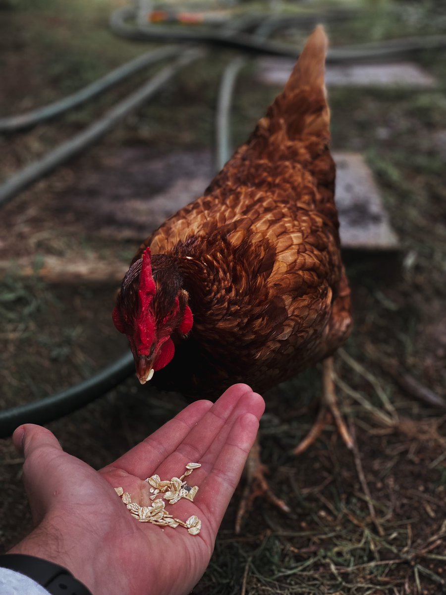 moodyshoots's tweet photo. A few images from the farm 🥰 https://t.co/CXN3QMOC3O
