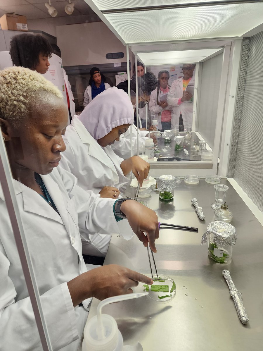 revealplant's tweet photo. CURE set up in General Botany #ECSU. Examining the effects of 2 zeatin conc. on shoot regeneration in leaves of tomato. Undergrads made own bleach + SDS solution. Will collect data for 6 weeks 🤞. Thanks to Ms. Perry and Mr. Dia for assistance #undergradsinthelab #HBCU https://t.co/J7cwrxe9cy