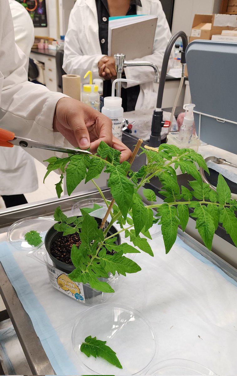 revealplant's tweet photo. CURE set up in General Botany #ECSU. Examining the effects of 2 zeatin conc. on shoot regeneration in leaves of tomato. Undergrads made own bleach + SDS solution. Will collect data for 6 weeks 🤞. Thanks to Ms. Perry and Mr. Dia for assistance #undergradsinthelab #HBCU https://t.co/J7cwrxe9cy