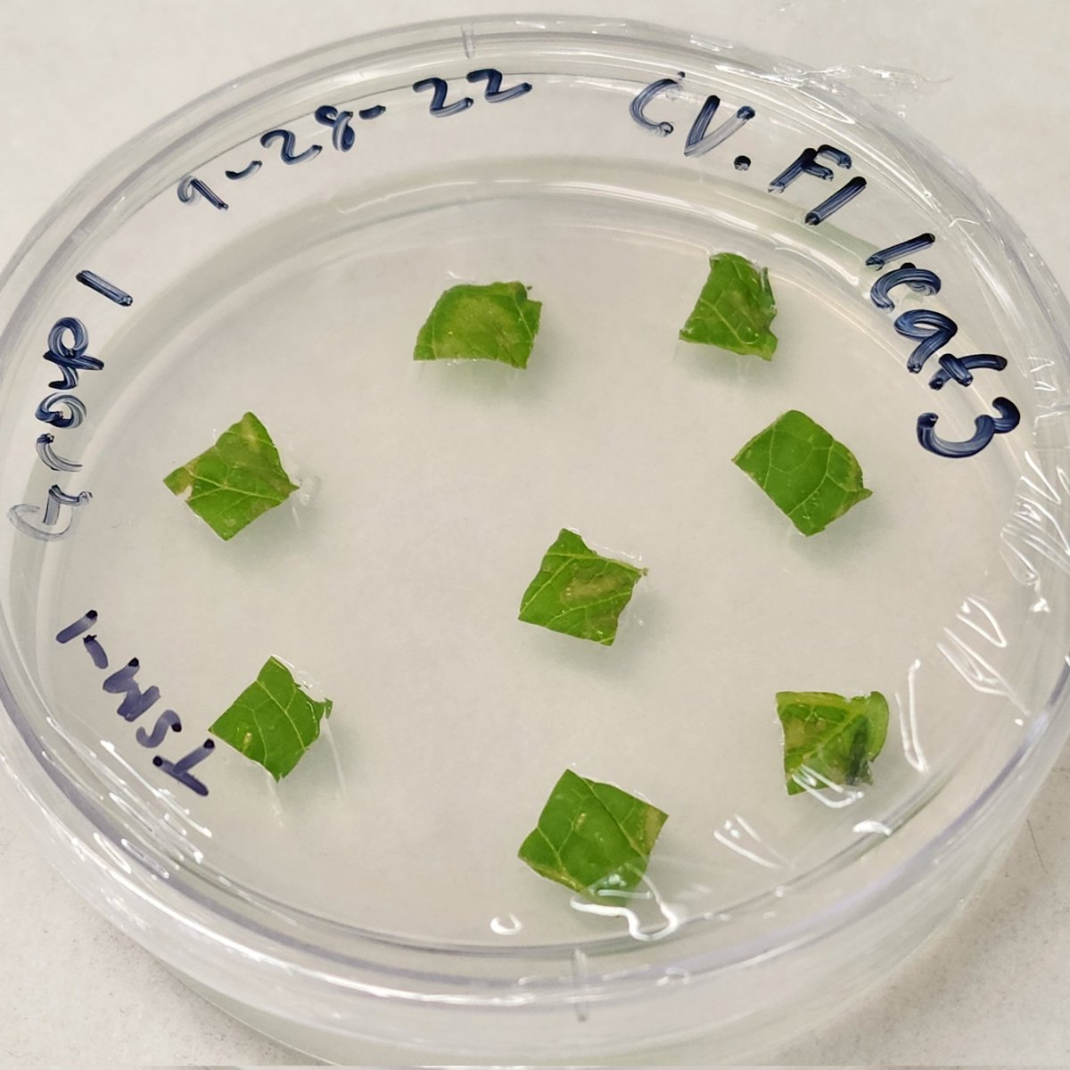 revealplant's tweet photo. CURE set up in General Botany #ECSU. Examining the effects of 2 zeatin conc. on shoot regeneration in leaves of tomato. Undergrads made own bleach + SDS solution. Will collect data for 6 weeks 🤞. Thanks to Ms. Perry and Mr. Dia for assistance #undergradsinthelab #HBCU https://t.co/J7cwrxe9cy