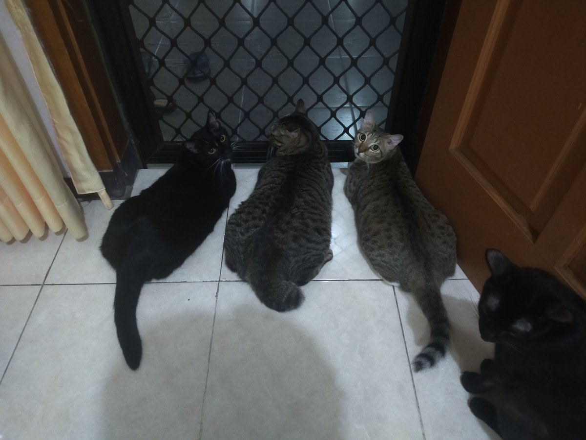 evaabojez25's tweet photo. @yourpetsfess Hai kak, ni semua steril d bawah 1 taon. Kykny tergantung badanny masing2 deh. Soalny ini ad yg gendut bgt. Ad yg g terlalu tp panjang badanny. https://t.co/rvNECIZXSc