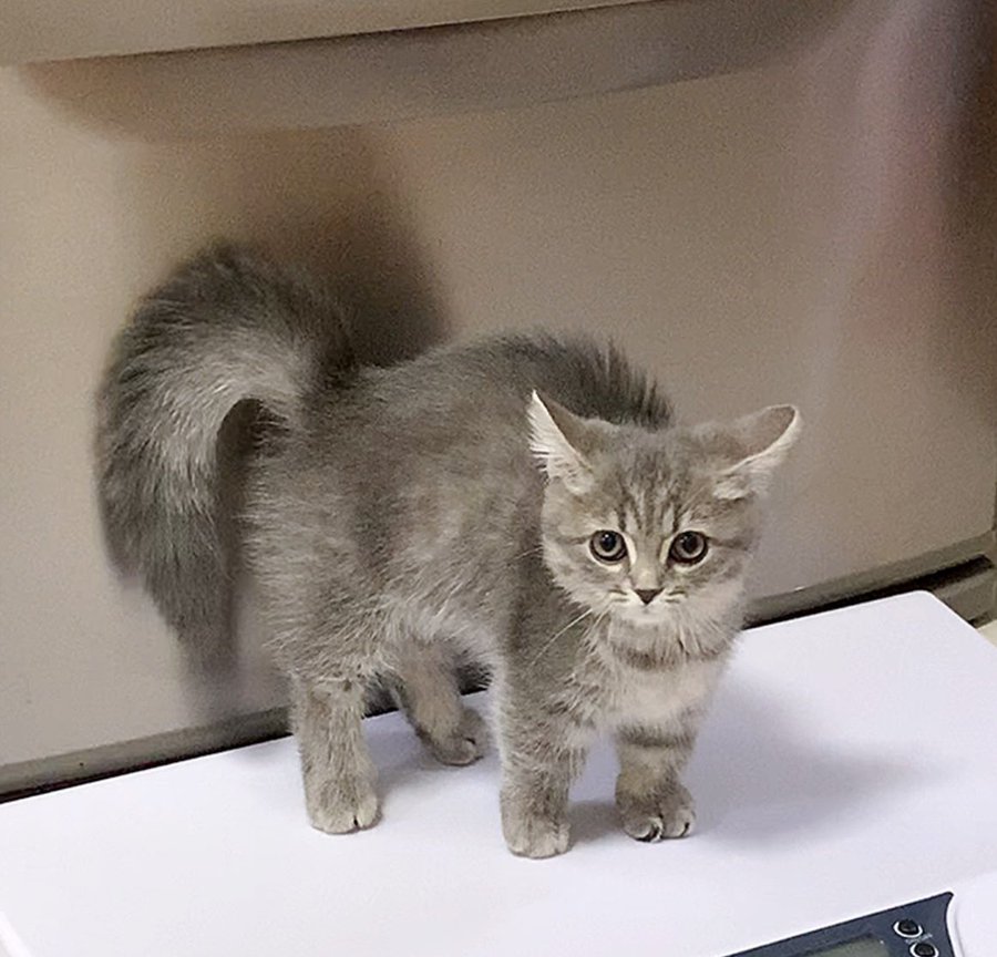 子猫渾身のやんのかポーズ どう見ても怖さよりかわいさが上回ってしまう おたくま経済新聞