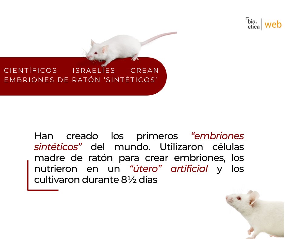 bioeticared_'s tweet image. ¿Lo sabías? entra en el siguiente link y lee la información completa:
bioeticablog.com/cientificos-is…
.
.
.
.
#Embriones #EmbrionSintetico #UteroArtificial #EmbrionDeRaton #Cientifico #Experimento