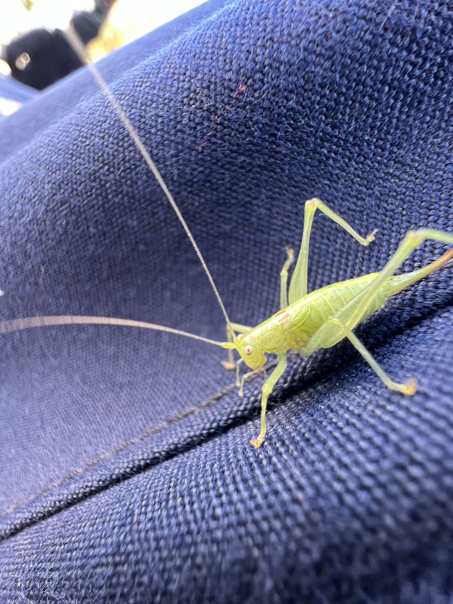 Zum Mittag gibt‘s heute mal Grünzeug