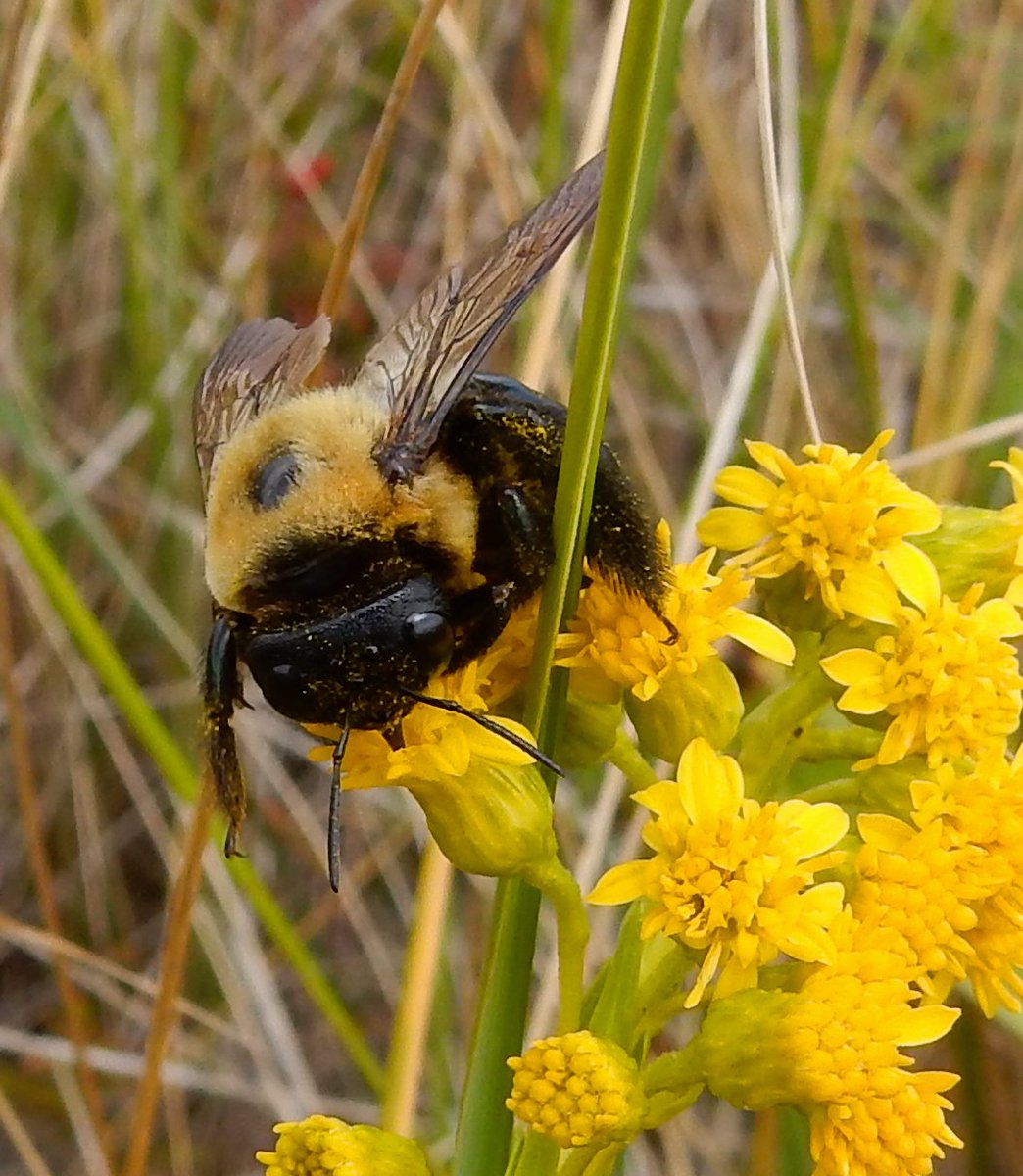 Good morning… Have a great day!!! 
#Bee #Nature #NaturePhotography