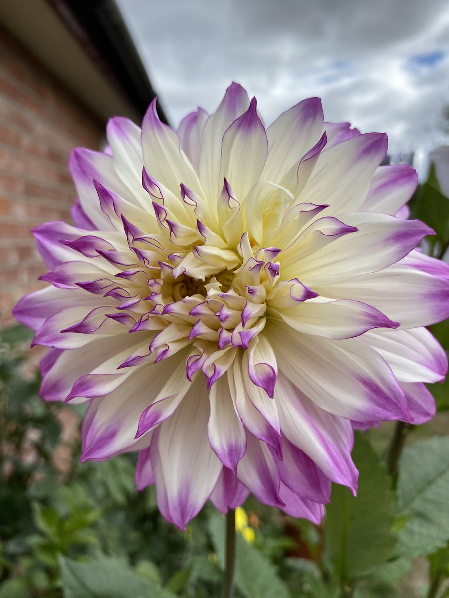 The tallest dahlia in the garden at almost 6ft tall #dailydahlia #flowersonfriday