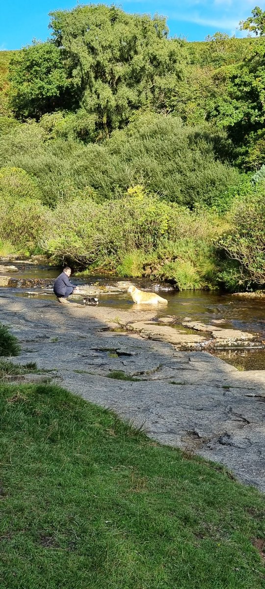 PathwayPooch's tweet image. Some sunny dog walks still left. #goldenretriever #dogsoftwitter #cavalierkingcharles #Dartmoor #DEVON #lovewhereyoulive