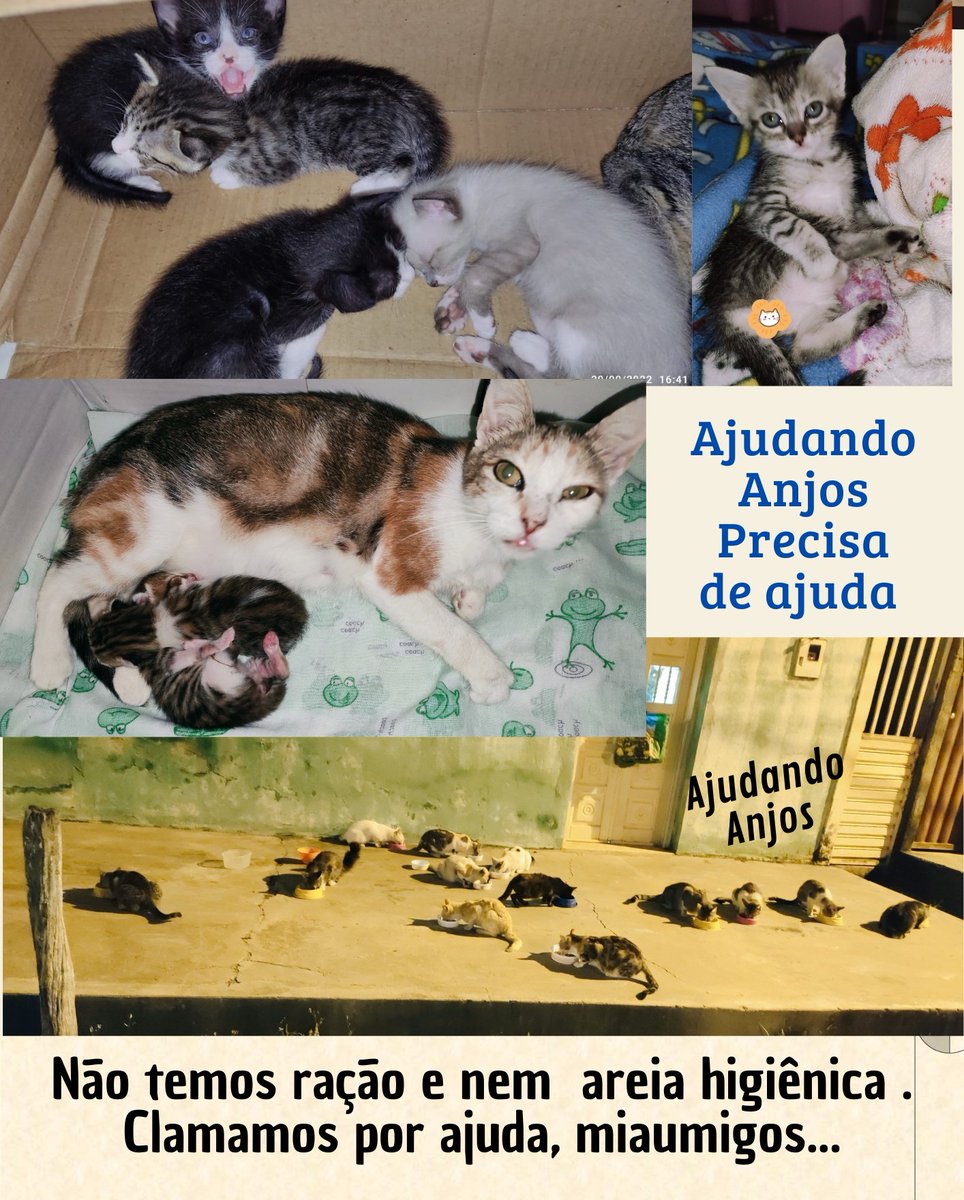 di_abrigo_davi's tweet photo. Hoje são mais de 40 gatinhos aqui em casa e mais os gatinhos que vivem nas ruas do povoado e que eu cuido todos os dias.Hoje não temos nada, nem ração e nem areia higiênica!Tantos gatinhos em um povoado precisando de ajuda e eu passo quase 24 horas de cada dia tentando oferecer
+ https://t.co/15Uucqrcnd