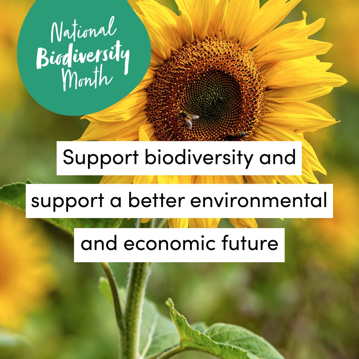 Ecologi_hq's tweet photo. Discover more simple and impactful ways for your business to take climate action here: https://t.co/evtqjCZ7LS

6/6
#Biodiversity #BiodiversityTips #BiodiversityWins #Nature #Environment  #NationalBiodiversityMonth https://t.co/B2knPSXZ9g