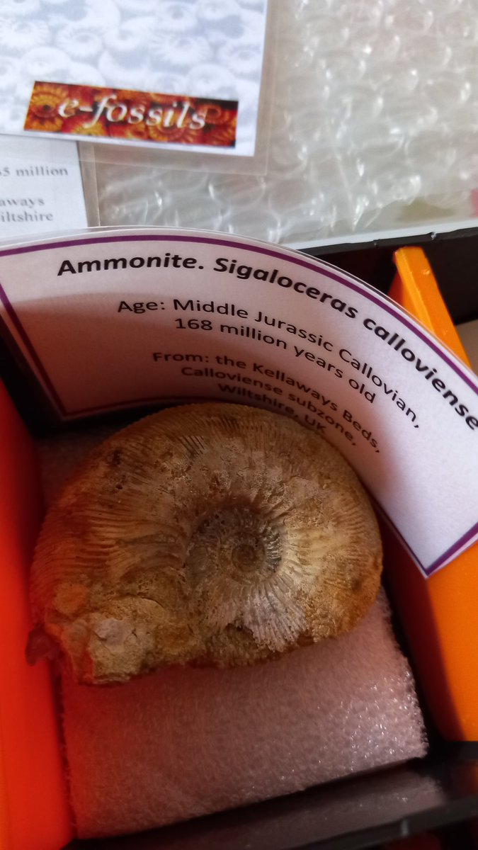 pack_steam's tweet photo. I'm preparing my next #STEAMPack & it's an extra special Fossil pack. There's two lovely boxes going to a new home soon. They were generously prepared & donated by @BSally1 and Dr Neville Hollingworth. Thank you both so much for these beautiful boxes, they will bring much joy. π https://t.co/GeoQGMllvV
