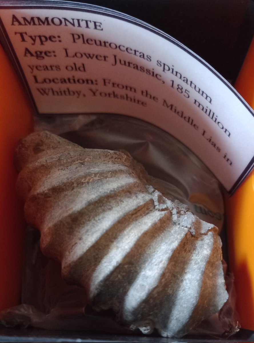 pack_steam's tweet photo. I'm preparing my next #STEAMPack & it's an extra special Fossil pack. There's two lovely boxes going to a new home soon. They were generously prepared & donated by @BSally1 and Dr Neville Hollingworth. Thank you both so much for these beautiful boxes, they will bring much joy. π https://t.co/GeoQGMllvV
