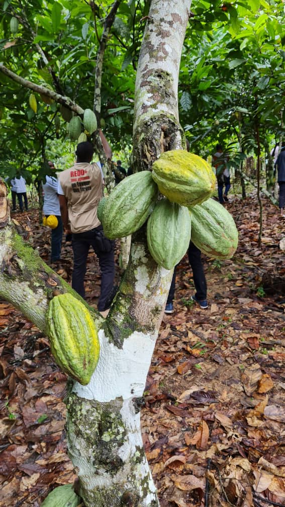 PIF_CI's tweet photo. Une délégation de planteurs venus de Rapide Grah, Haut dodo et Scio est venue s'imprégner de l'expérience de M. N'Koh en matière d'agroforesterie à Azaguié. https://t.co/G2pWBJ9xLP