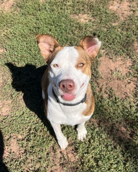 adopt_a_dog_bot's tweet photo. Juniper is a cool sister, who can be found near Skillman, NJ! Juniper is a Terrier mix, who volunteers at local food shelters. #Terrier #mixedbreed #mutt #dogsoftwitter #rescue #adopt #dog #Skillman #NewJersey #NJ https://t.co/v6SnkMl3vC https://t.co/XJnlPXJH54