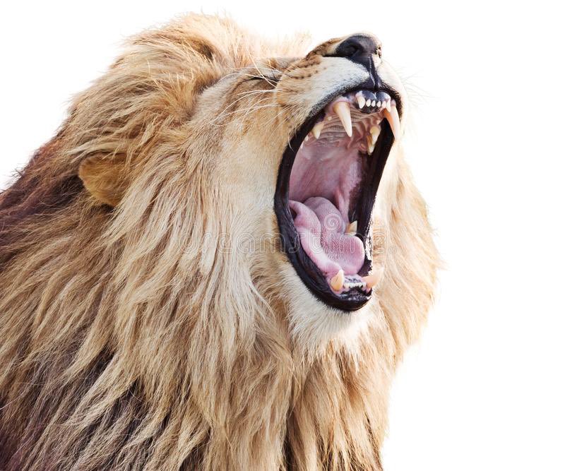 MonarchFootbal1's tweet photo. Monarch Nation itβs time to RISE and SHINE! Itβs game day! Start fast, Finish Strong and be βtenaciousβ! #theprocessrtb #yellowout https://t.co/lEcORydoAC