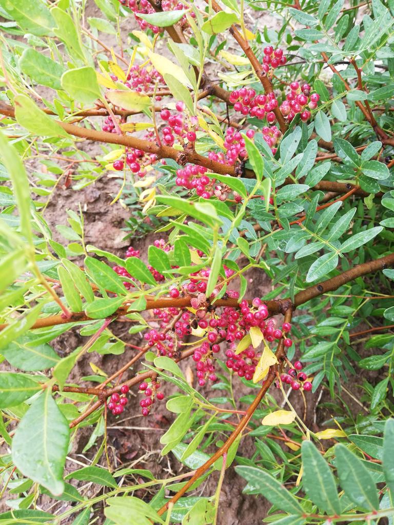 FrancescaAlder3's tweet photo. Today we are selecting #Pistacialentiscus shrubs for LucreziaMuti's PhD study 🌿
A new research is coming💪 #staytuned @CassandraDetti @Anto_gori @CeciliaBrunett2 https://t.co/dI13lXyhl2