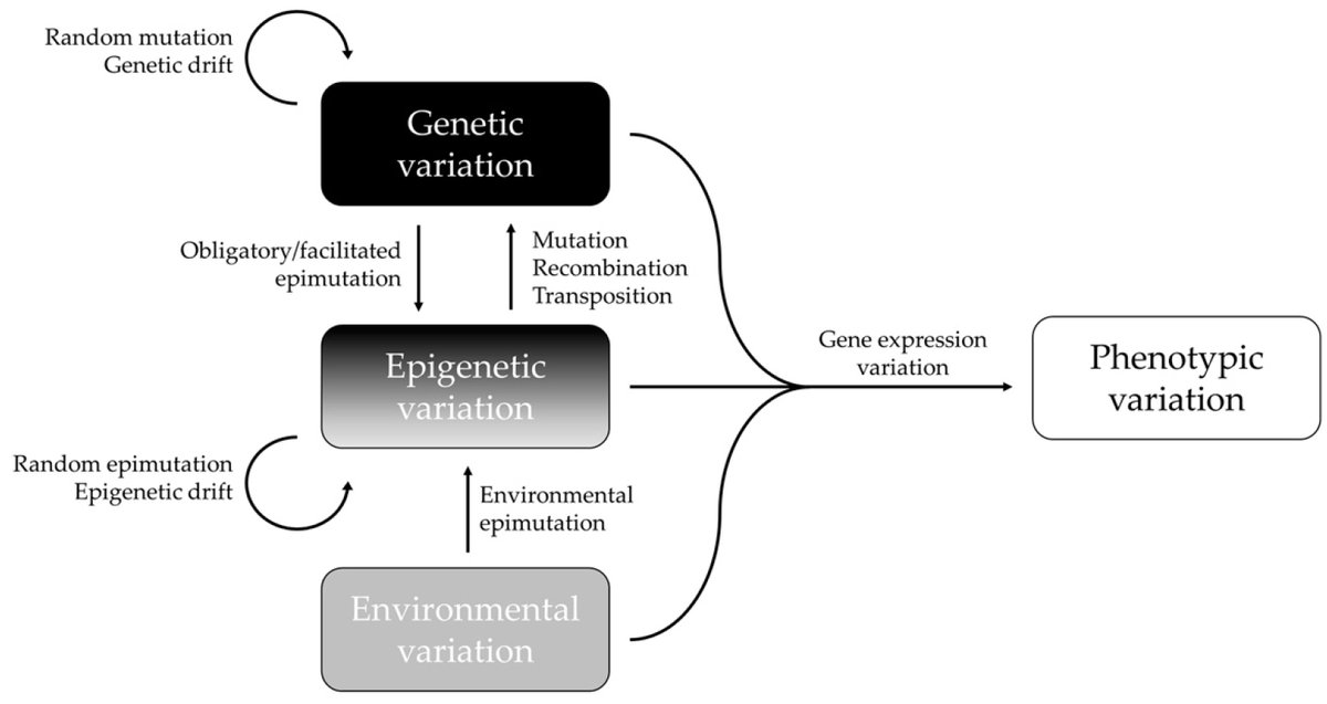 Epigenomes_MDPI's tweet photo. #Population Epigenetics: The Extent of #DNAMethylation Variation in Wild Animal Populations by Frederic Silvestre @fsilvestrelab and Valentine Chapelle
https://t.co/LviIM4qBL8
#epimutation #evolution https://t.co/ly4E5xeDEr
