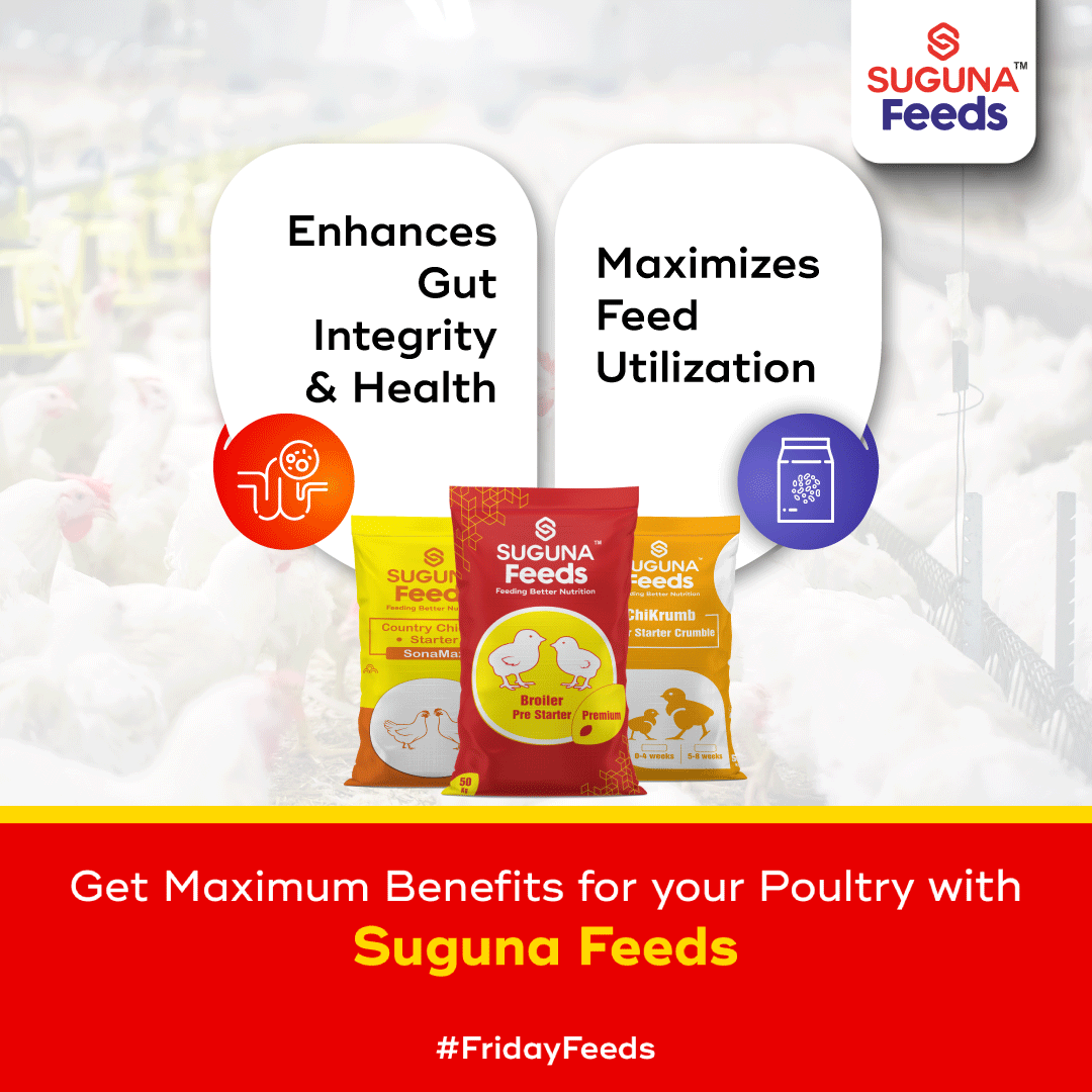 Suguna_Foods's tweet photo. Get the right feeds for your poultry needs. Suguna Feeds helps to maximize feed utilization, enhances gut integrity & health.
#SugunaFoods #SugunaChicken #SugunaFeeds #PoultryFeeds #CountryChickenFeeds #BroilerFeeds #LayerFeeds https://t.co/ueZUdWNo5G