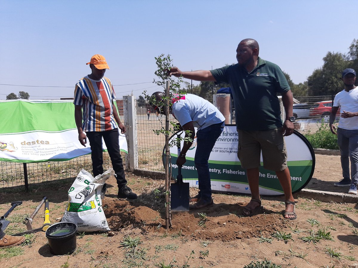 environmentza's tweet photo. Today at Moqhaka Local Municipality in Steynsrus #ArborMonth was wrapped by planting 100 trees in Matlwangtlwang Township & 2 indigenous trees at a local library by DEFF, @FSDESTEA, @FS_DARD & @wo_fire #ClimateChangeActionNow #OnlyOneEarth https://t.co/vPsvkQeijk