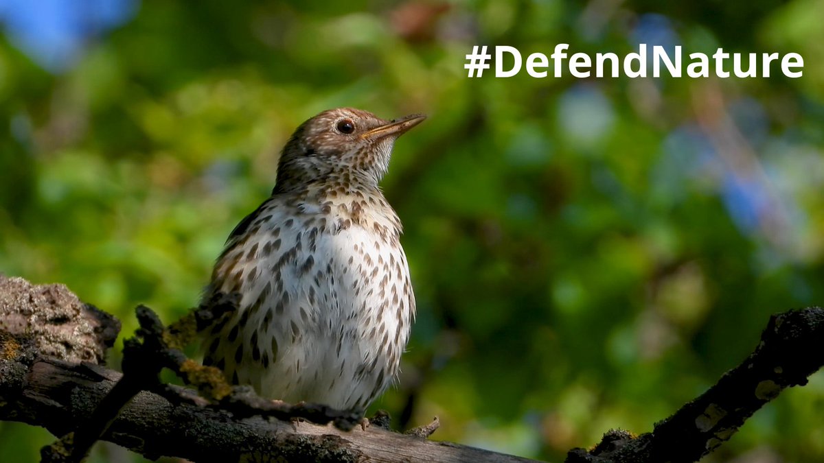 BeMoreSquirrel's tweet photo. #Fracking? #Sewage? What next?!

If you're feeling baffled/ angry/ ready to act then we've written a short explainer of what's going on with 10 actions you can take right now to #DefendNature. 

https://t.co/y0JhGlxaJs https://t.co/OhjeWdiGSX