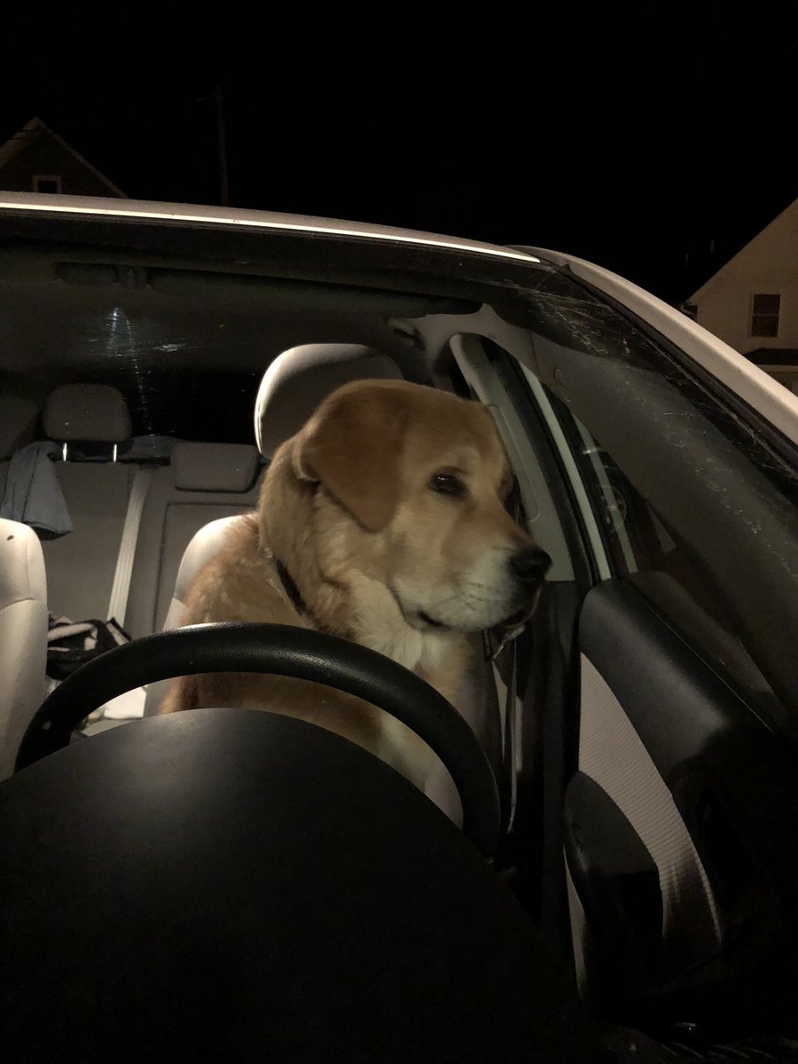 loganschroeder0's tweet photo. Bruh this Uber driver is wildin. Can’t complain though, the ride fare only cost me a “who’s a good boy?” and a couple belly rubs. 

@Uber give him a raise. https://t.co/QjtEpKYLc0