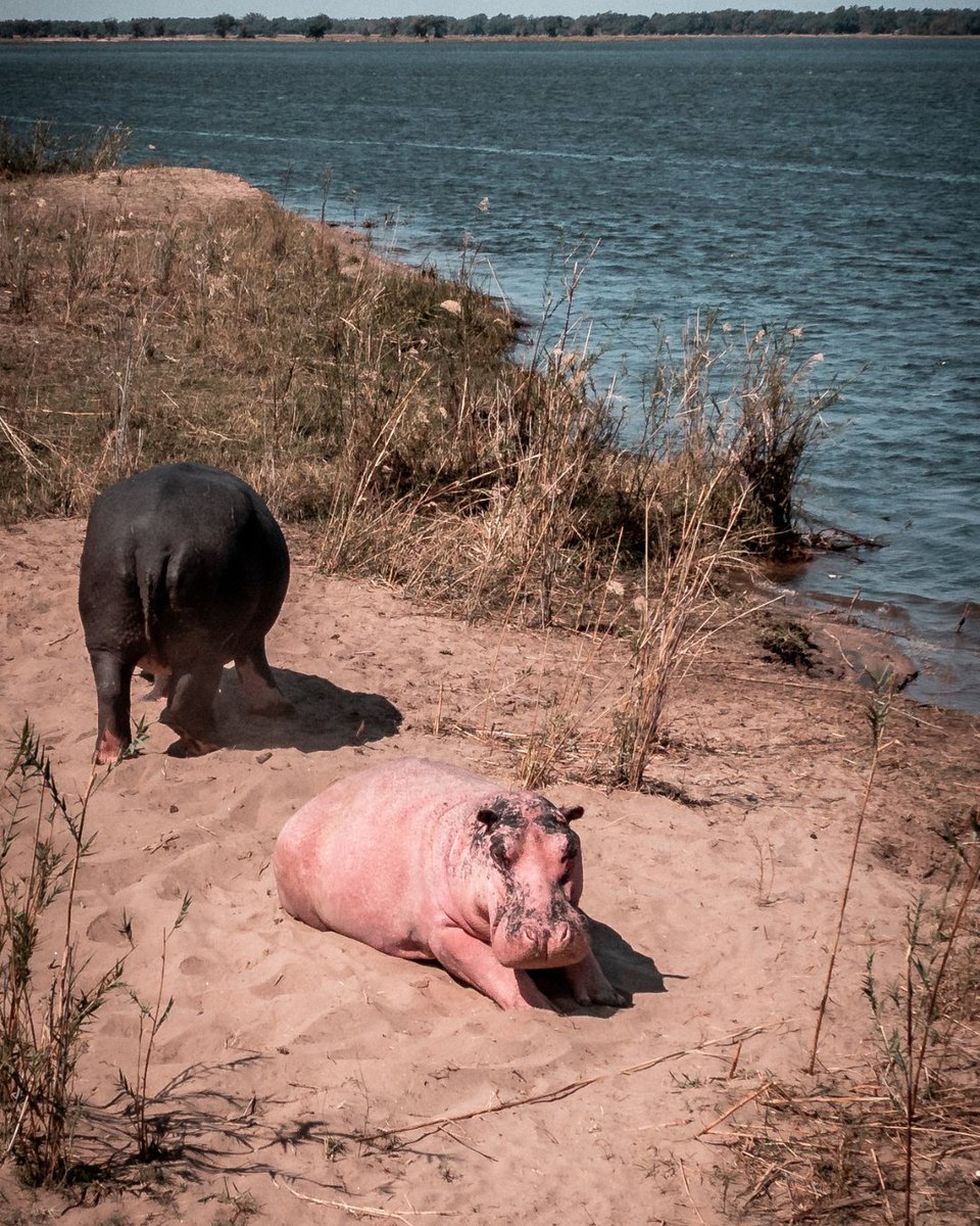 RoyalZambezi's tweet photo. Introducing the newest member of our animal family! Unique in every way, just like every experience you will find at Royal Zambezi, so too is our resident pink hippo! https://t.co/4lMwvWSd01