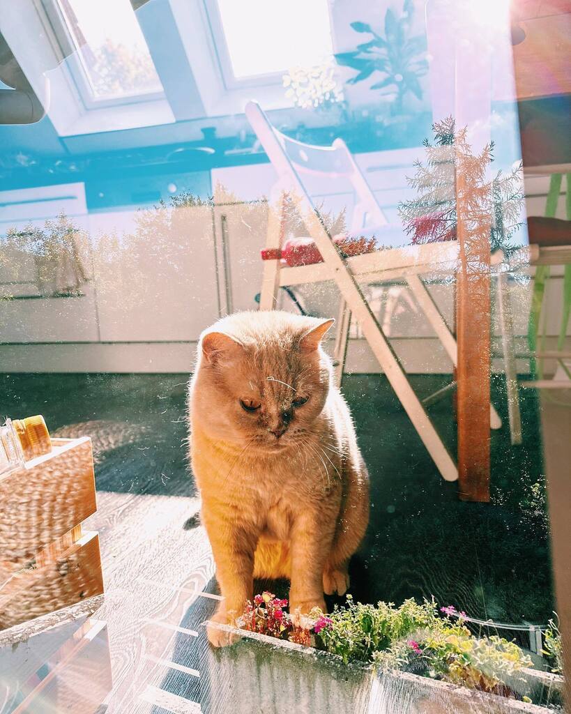 vladkaatz's tweet photo. Cheute maache iech Fotografjiekuunst, fier Auge. Uund fier Seele. 😽
#cat #katze #кот #wuppertal #ölberg #nordstadt #instacat #catstagram #catlove #dailypurrr #vsco #vscocat #sun #fall #autumn #kitchen #kitchencat #küchenkatze #doubleexposure https://t.co/i1qU4aozKM https://t.co/Kyh8Sj2rBo