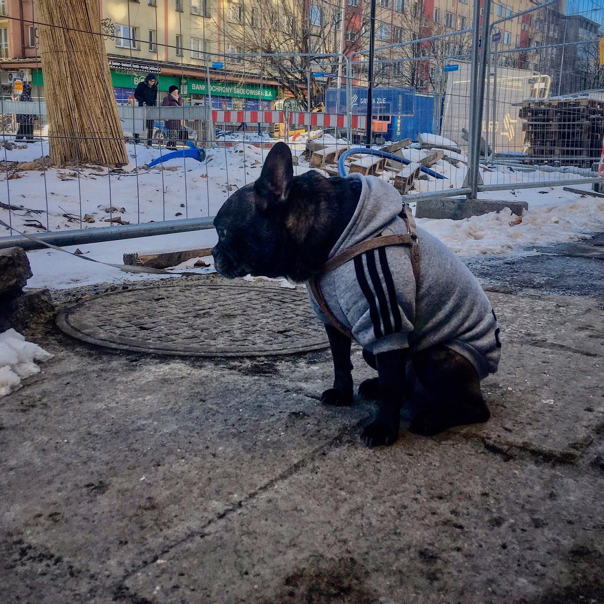 JUrbaniuk's tweet photo. Już wkrótce.
#Krowodrza #color #sadyzm #dog #streetphotographypoland #adidasCONFIRMED #polishhiphop #urbseye https://t.co/eMJfICobxV