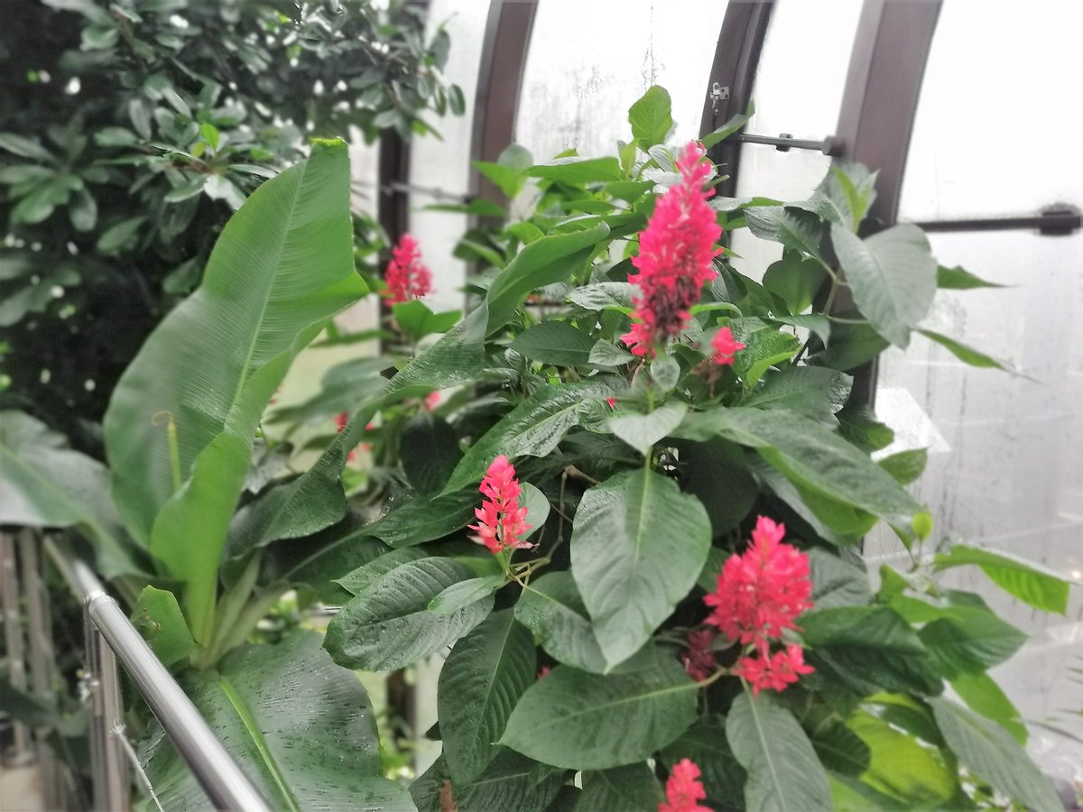 Geyser_Funny's tweet image. Have you ever been on a tour of a facility, and they mention that certain flavours are used in the creative process, and you might receive a pamphlet with a stock photo of the ingredients? 

Well at #BombayDistillery in Laverstoke, you can see, smell, and taste the Botanicals!