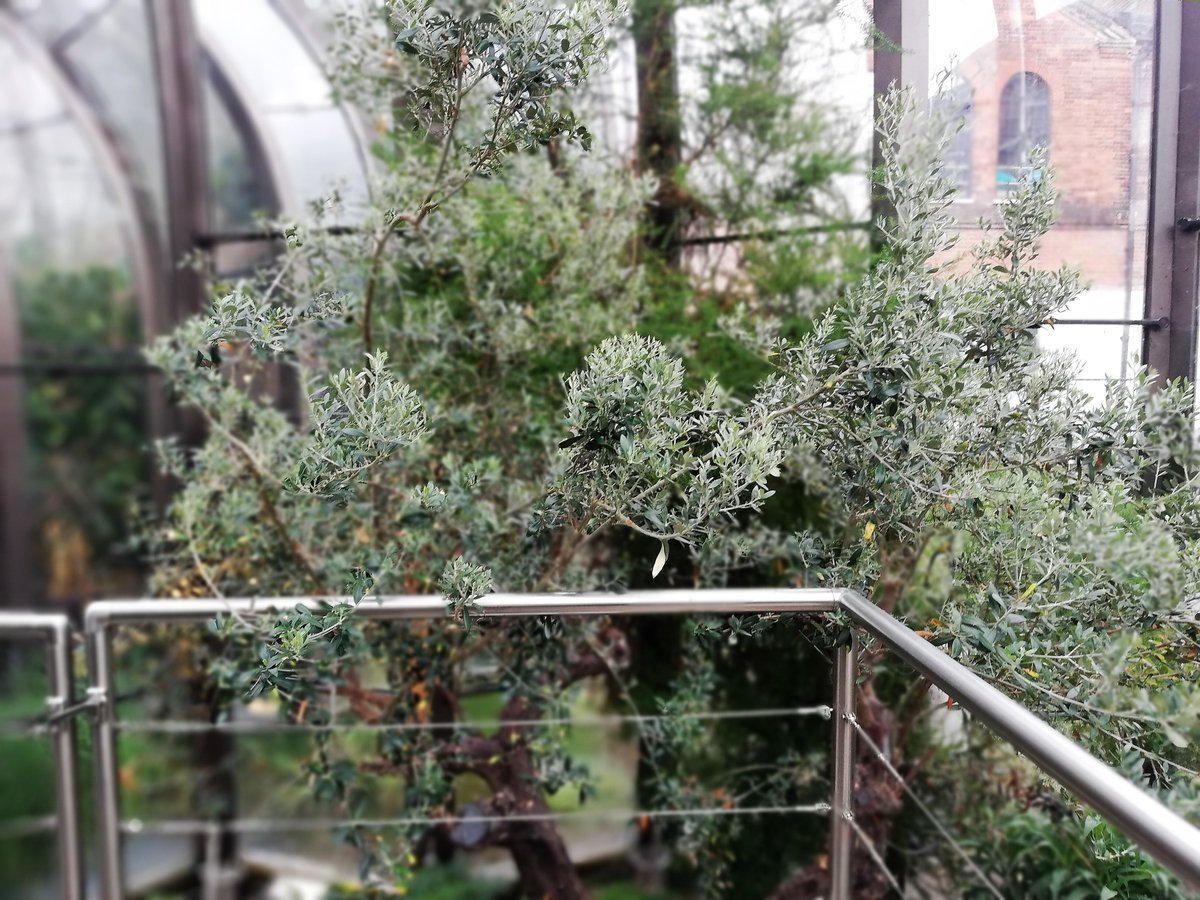 Geyser_Funny's tweet image. Have you ever been on a tour of a facility, and they mention that certain flavours are used in the creative process, and you might receive a pamphlet with a stock photo of the ingredients? 

Well at #BombayDistillery in Laverstoke, you can see, smell, and taste the Botanicals!