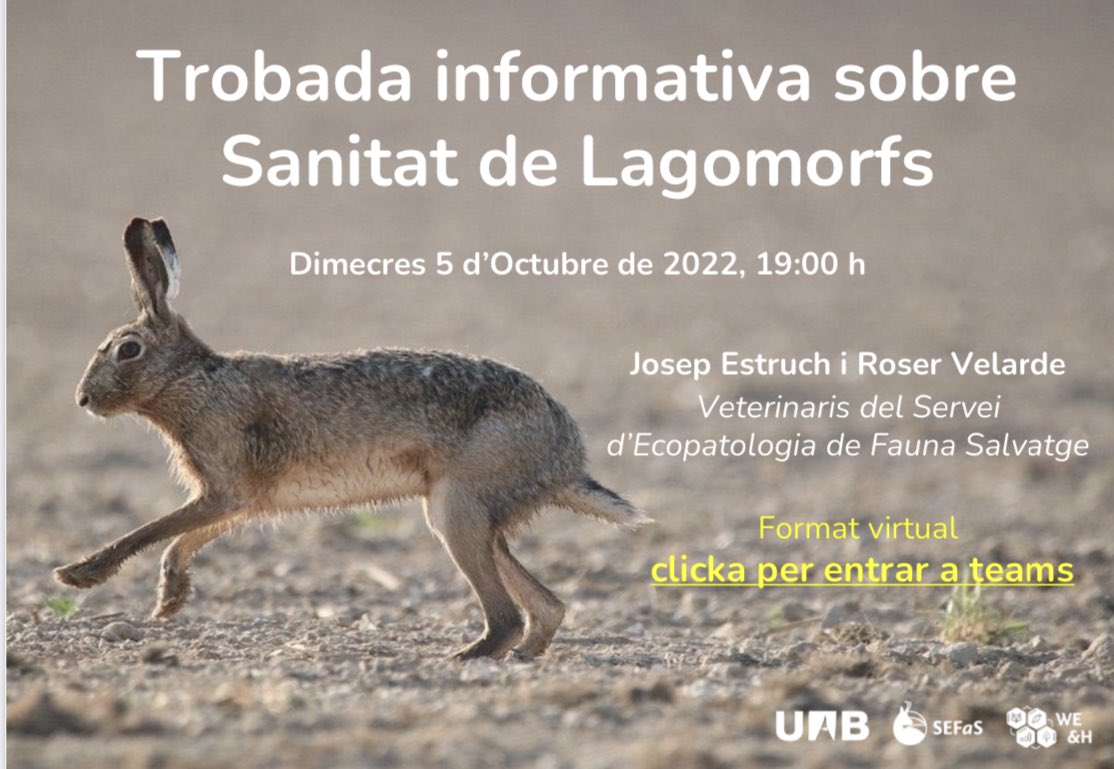 FCCbcn's tweet photo. Atenció, us adjuntem una jornada molt important.
 
TROBADA INFORMATIVA SOBRE SANITAT DE LAGOMORFS 
Dimecres 5 d’Octubre de 2022, 19:00 hores
Per plataforma Virtual TEAMS.
Informació dels resultats de les investigacions. Més info a https://t.co/KRg9RiptOF https://t.co/n3nHnbMn9b