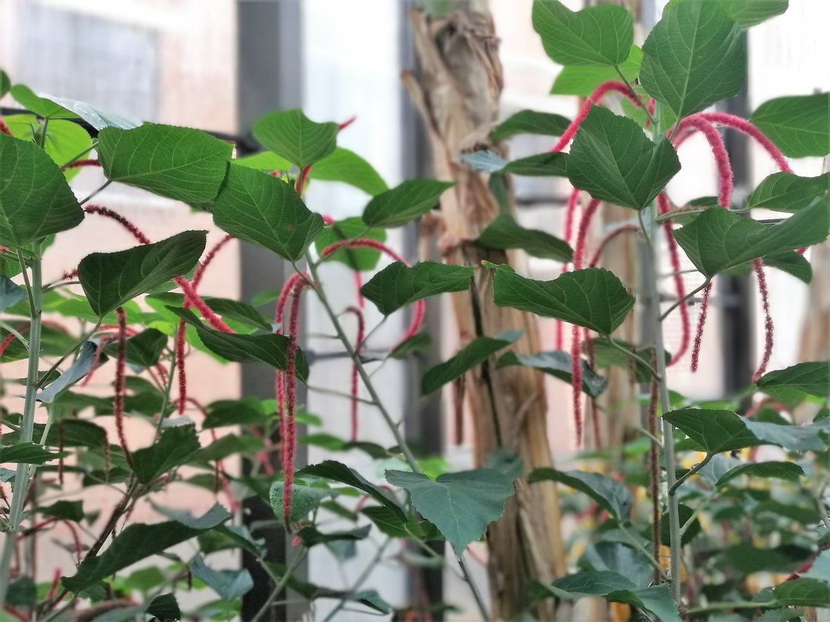 Geyser_Funny's tweet image. The first thing to hit you (after the welcoming warmth &amp;amp; incredible fragrances) upon entering the Botanical Gardens, is how intricate the design is.

The unique nature of the architecture flows seamlessly from the structure of the plants, enhancing both. #BombayDistillery