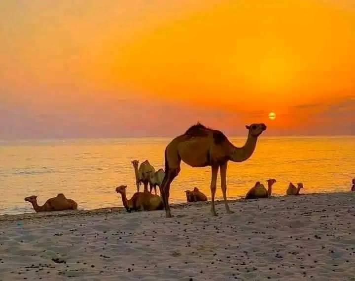 fathi_omar1's tweet photo. Ceel Sheekh Beach 🏖 
@Somaliland https://t.co/l3PJXwFZJR