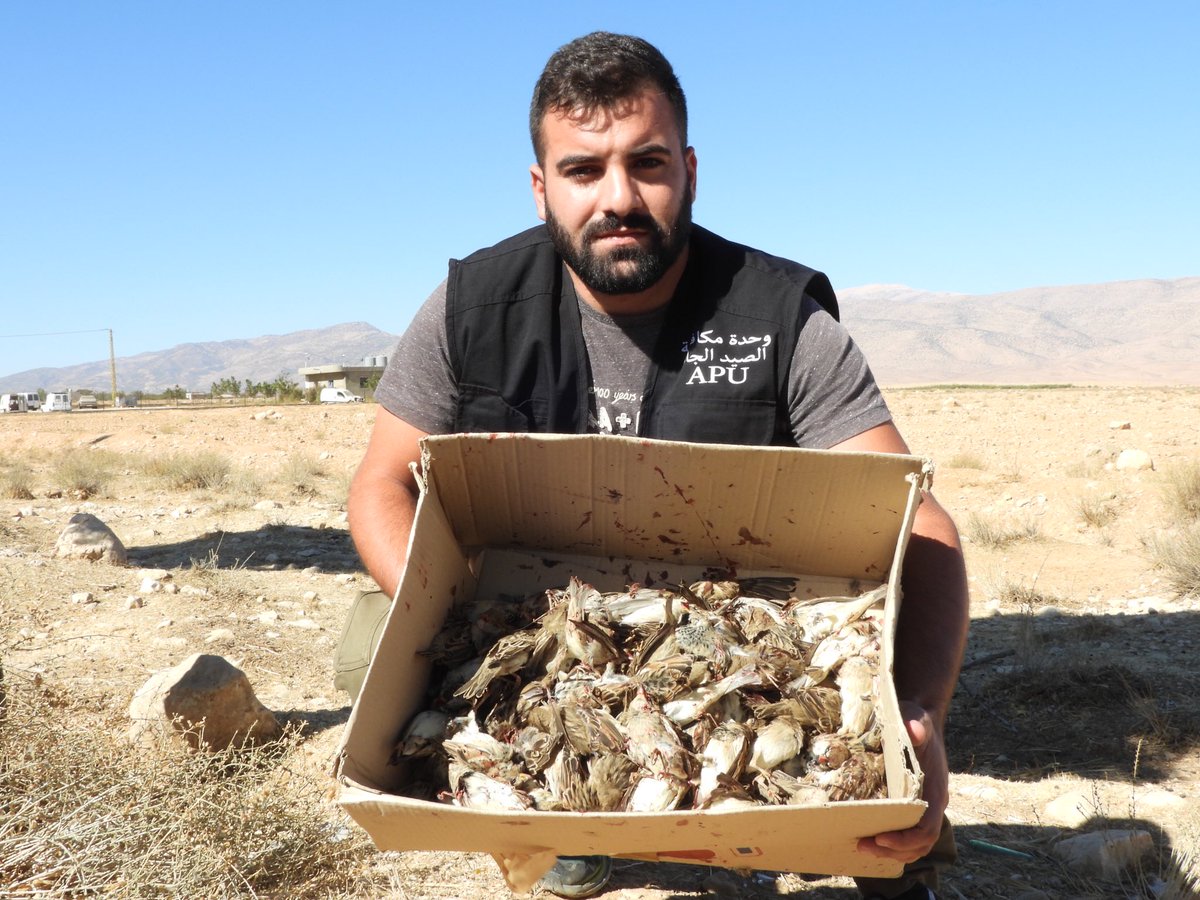 CABS_REPORTS's tweet photo. โ ๏ธ๐บ๐ Three bird trappers caught using #limesticks in Ras Baalbek #Lebanon. 227 freshly killed birds were discovered, around 50 birds were saved and set free. 150 limesticks were seized and destroyed on the spot. w/ @SpnlOrg @SaydMagazine WATCH HERE: https://t.co/MhVZLpeodb https://t.co/vsEDrQyFPr