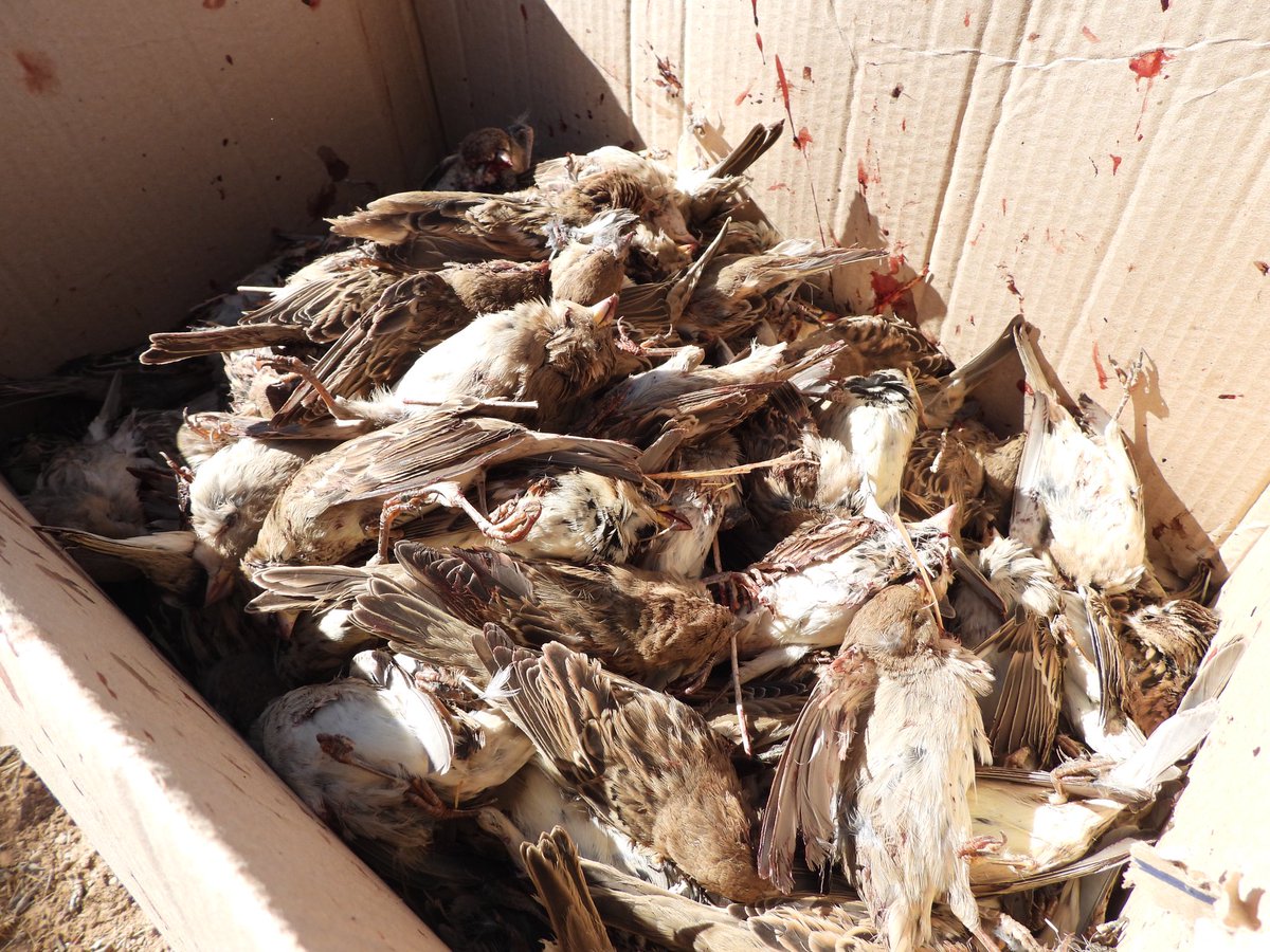 CABS_REPORTS's tweet photo. โ ๏ธ๐บ๐ Three bird trappers caught using #limesticks in Ras Baalbek #Lebanon. 227 freshly killed birds were discovered, around 50 birds were saved and set free. 150 limesticks were seized and destroyed on the spot. w/ @SpnlOrg @SaydMagazine WATCH HERE: https://t.co/MhVZLpeodb https://t.co/vsEDrQyFPr