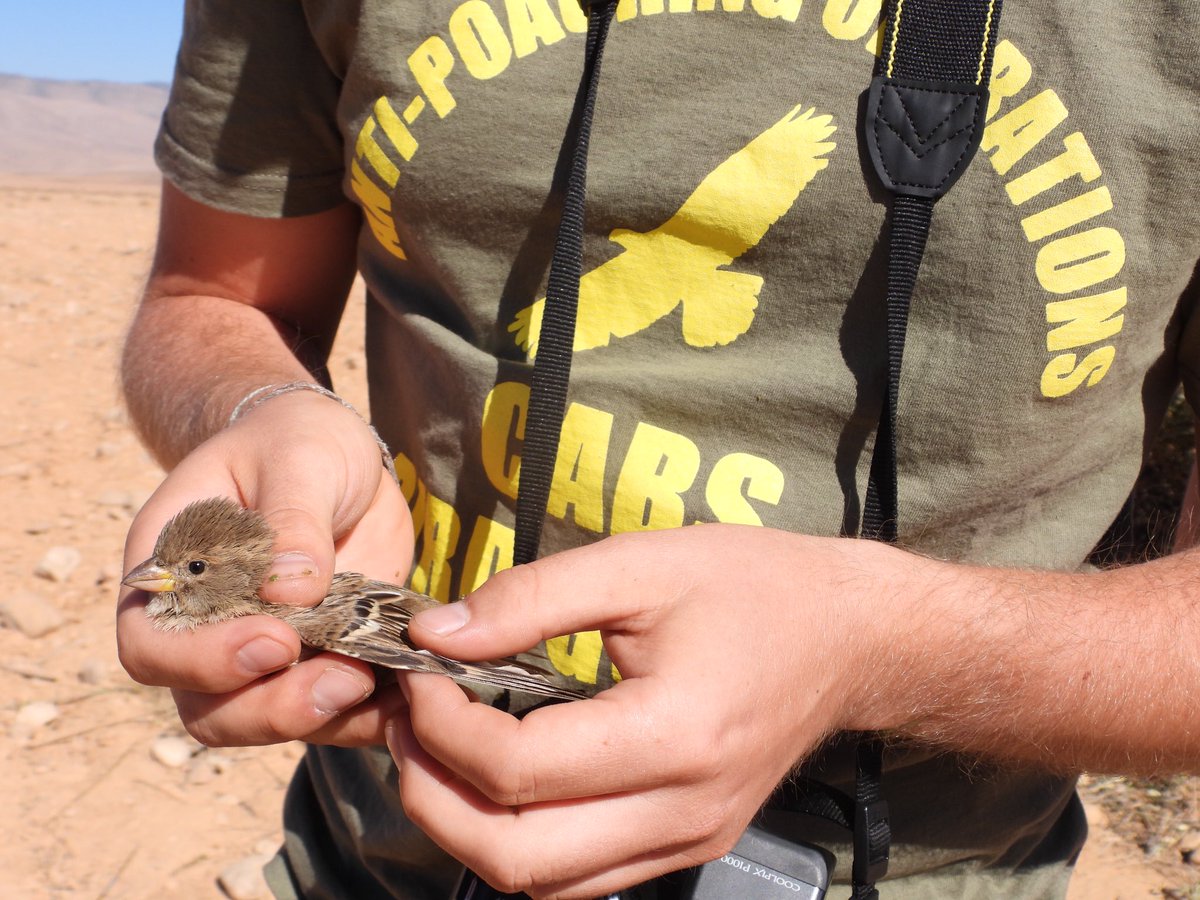 CABS_REPORTS's tweet photo. โ ๏ธ๐บ๐ Three bird trappers caught using #limesticks in Ras Baalbek #Lebanon. 227 freshly killed birds were discovered, around 50 birds were saved and set free. 150 limesticks were seized and destroyed on the spot. w/ @SpnlOrg @SaydMagazine WATCH HERE: https://t.co/MhVZLpeodb https://t.co/vsEDrQyFPr