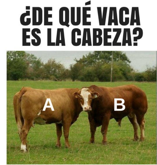 OfertacularRL's tweet photo. Vamos a relajarnos, juego de viernes, solo el 13% acierta. De qué vaca es la cabeza?
🔄 Si es la A
❤️ Si es la B
Comenta o cita a un amigo para el comodín del público 😂
#findesemana #porfinesviernes #ofertacular https://t.co/MBN6C9Eo5b