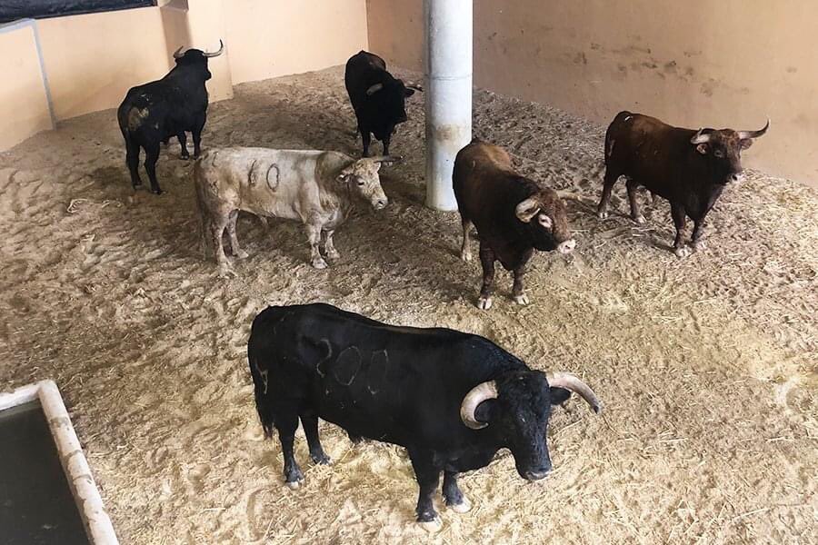 Ya fueron sorteados los toros de la ganadería de Núñez del Cuvillo para ser lidiados esta tarde del viernes 30 en la primera corrida de la Feria de San Miguel Arcángel de Las Rozas (Madrid) para Morante de la Puebla, Daniel Luque y Ángel Téllez.
El orden de lidia y cuadrillas: