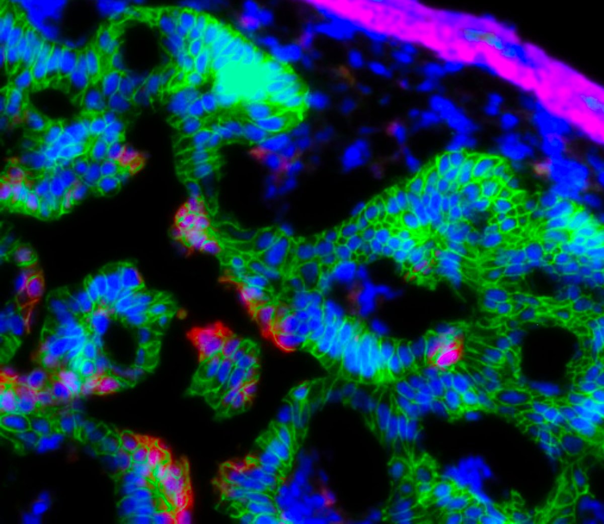 #FluorescentFriday <a href="/GHoPaTgroup/">GHoPaT</a> morphogenesis in the murine duodenal epithelium
