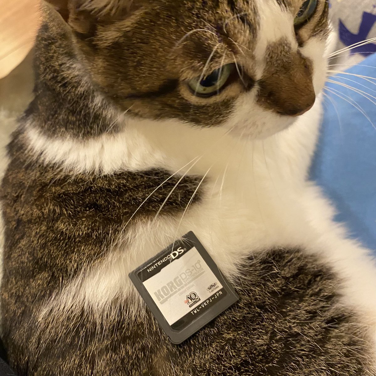 mistyminds's tweet photo. 今更と思われるかも知れないけど、新しいカートリッジがまたひとつ増えました。中に誰かの作りかけソング、入ってるかな？
#DS10Plus #korgds10 #ds10jp https://t.co/yRxfQBegqg