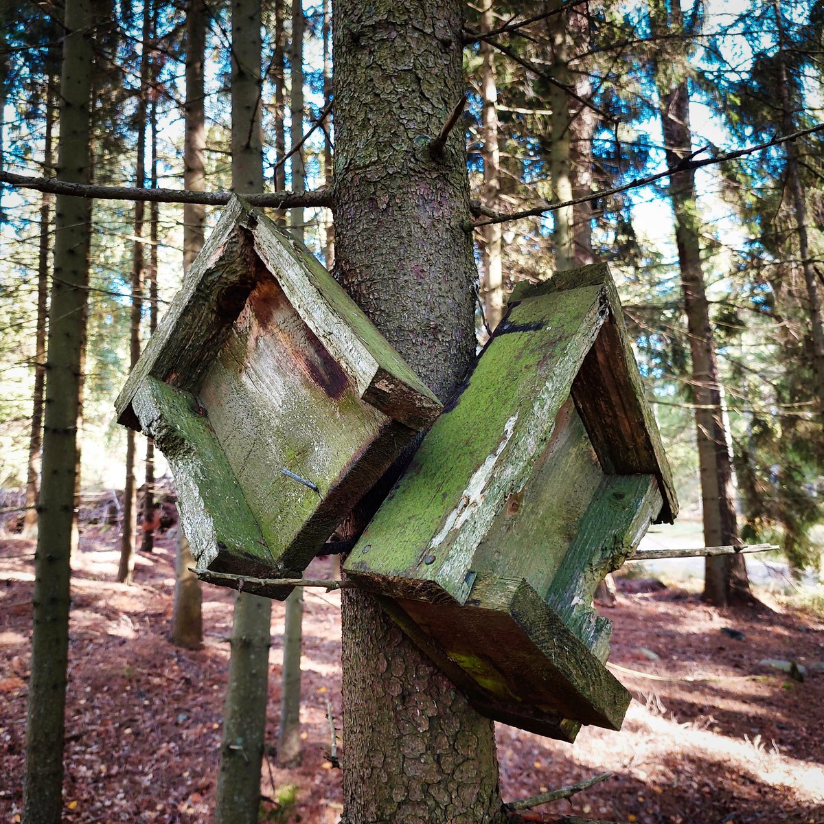 GoodLifeMaps's tweet photo. Nature speaks with symbols. 💚 Or does it, really? 🤔
Either way, it can provide us with inspiration to ask ourselves questions that bring useful answers from our subconscious. 
More about my interpretation of exploding birdhouses on IG: https://t.co/ppXer1U2rx 😄 https://t.co/KKdh6g13JY