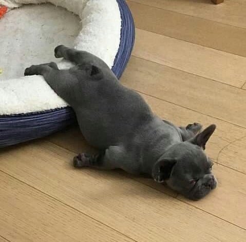 frenchielover60's tweet photo. Time to sploot😍

#frenchielover #frenchie #frenchielover #dogsoftwitter https://t.co/HNRABQAo6Y