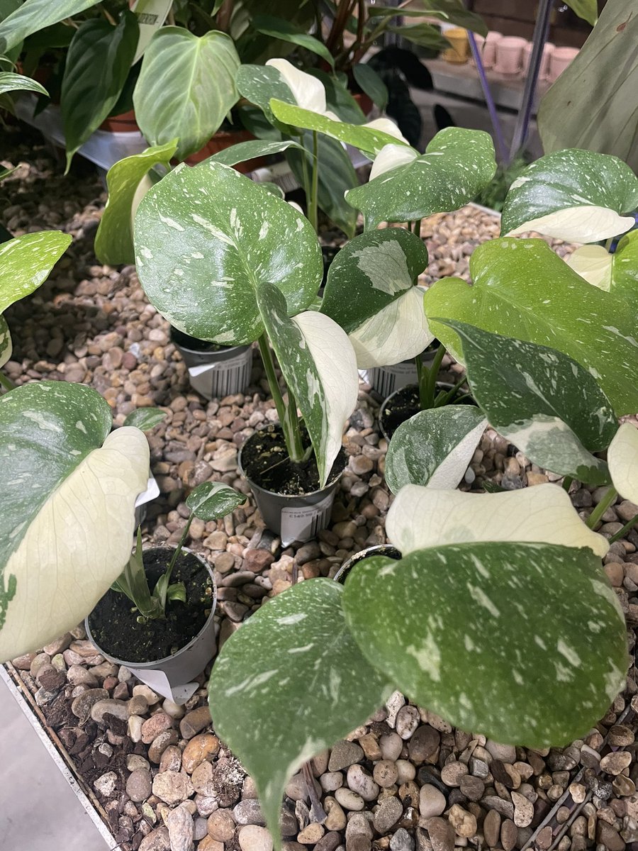 We just had a lovely batch of Thai Constellation arrive #monstera #ukhouseplants houseofkojo.com