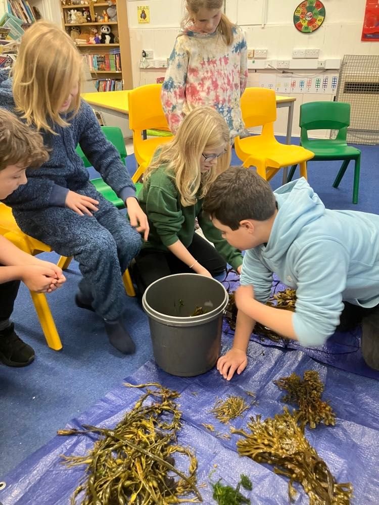 AilsaMcL's tweet photo. Great morning discussing the importance of healthy marine habitats with #Strathconon primary.  We then enjoyed seaweed popcorn and a soothing story from one of the kids whilst the classroom dog foraged for spillage.  Wish I had gone to a school like that! @seawilding https://t.co/J9EtQOCANr