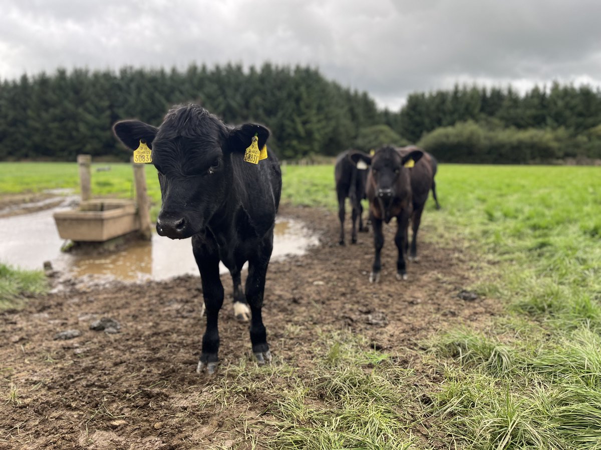 Bord Bia - The Irish Food Board (@bordbia) on Twitter photo A highlight of this year’s <a href="/WSteakChallenge/">WorldSteakChallenge</a> was a visit to Redmond’s Angus Beef farm to learn about carbon efficient beef production, Ireland’s verified Grass Fed Beef and our national sustainability programme, @OriginGreen. Delicious local treats provided by <a href="/TasteWexford_/">Taste Wexford</a>. A highlight of this year’s <a href="/WSteakChallenge/">WorldSteakChallenge</a> was a visit to Redmond’s Angus Beef farm to learn about carbon efficient beef production, Ireland’s verified Grass Fed Beef and our national sustainability programme, @OriginGreen. Delicious local treats provided by <a href="/TasteWexford_/">Taste Wexford</a>.