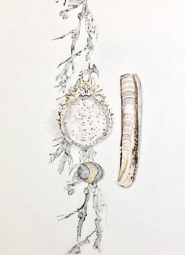 LucyclaytonLucy's tweet image. A few thoughts on the inspiration &amp;amp; process of my recent painting of shells with a seaweed pattern lucyclaytonart.co.uk/journal #art #razorclam #crabshell #stilllife #drawing #marineart @SGFADrawing