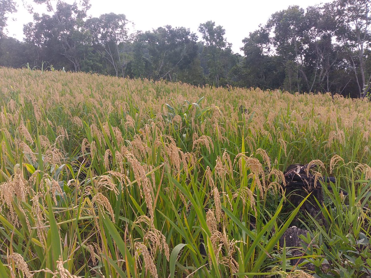 pherzawl's tweet photo. It's almost time for harvest in Pherzawl District. May the good Lord bless the hard labour of our farmers. 🙏 https://t.co/UvLM2xK09d