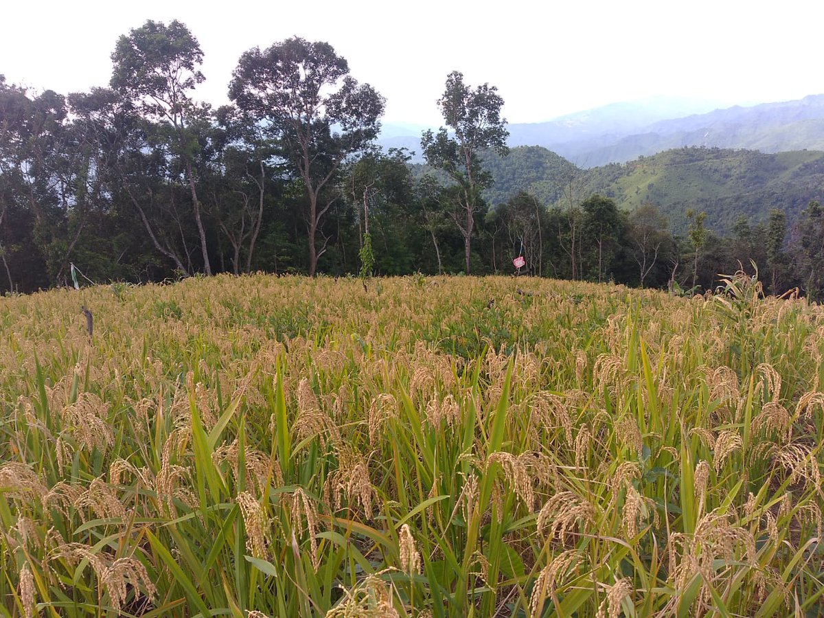 pherzawl's tweet photo. It's almost time for harvest in Pherzawl District. May the good Lord bless the hard labour of our farmers. 🙏 https://t.co/UvLM2xK09d
